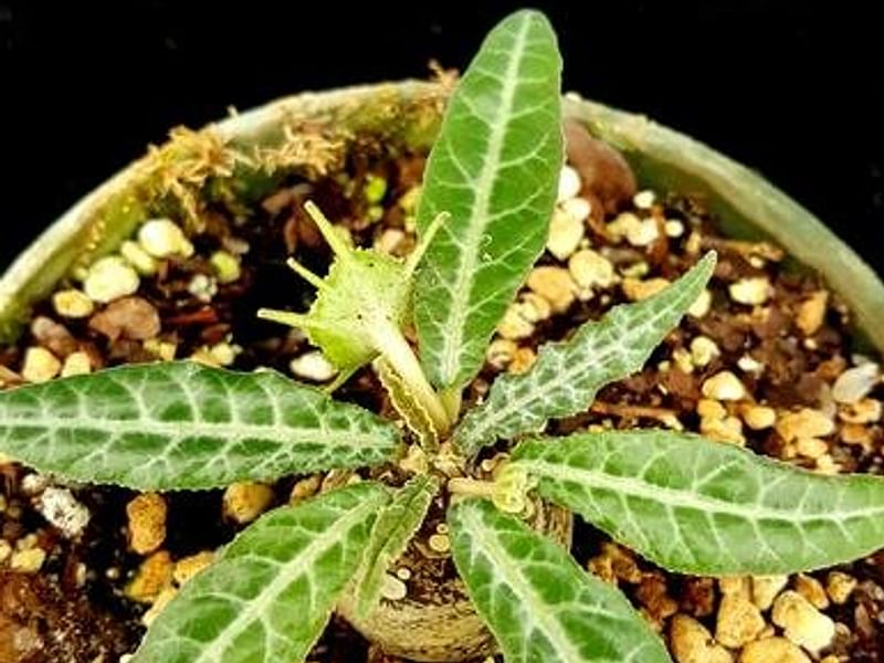 Dorstenia Foetida Ssp. Lancifolia | Dorstenia | Lamiaceae