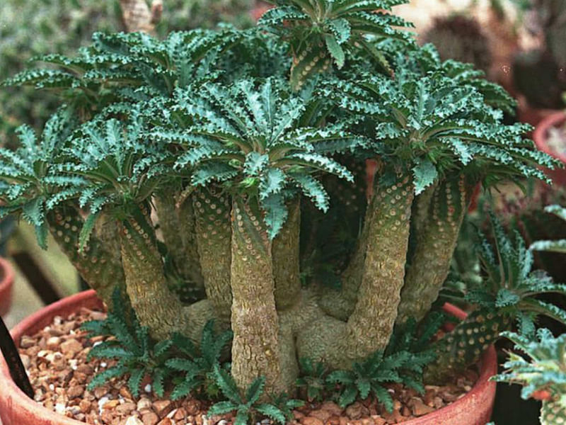Dorstenia Foetida Ssp. Lancifolia | Dorstenia | Lamiaceae