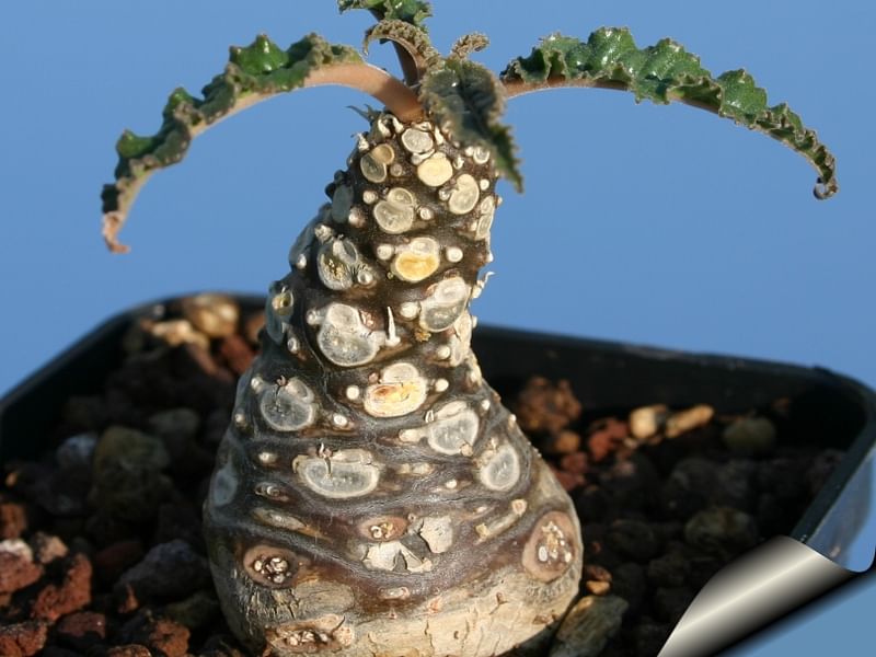 Dorstenia Foetida Ssp. Lancifolia | Dorstenia | Lamiaceae