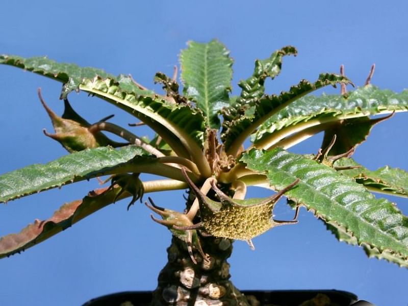 Dorstenia Foetida Ssp. Lancifolia | Dorstenia | Lamiaceae