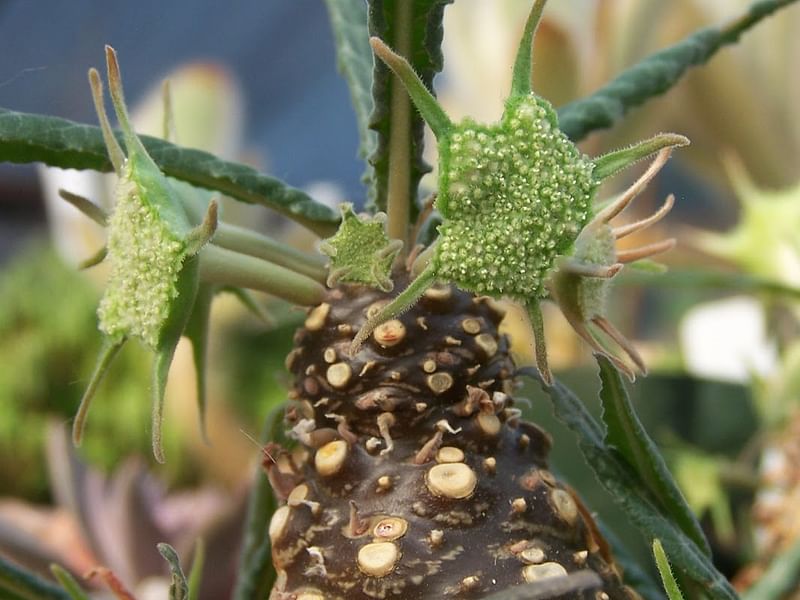 Dorstenia Foetida Ssp. Lancifolia | Dorstenia | Lamiaceae