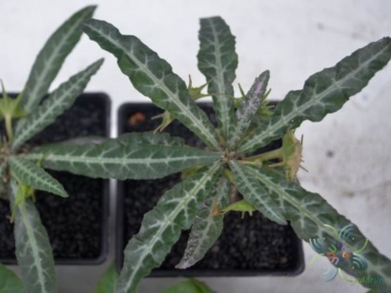 Dorstenia Foetida Ssp. Lancifolia | Dorstenia | Lamiaceae