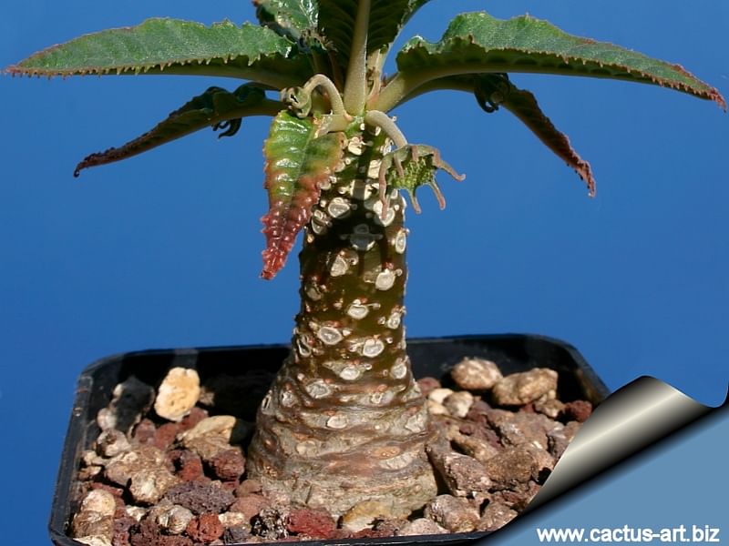 Dorstenia Foetida Ssp. Lancifolia | Dorstenia | Lamiaceae