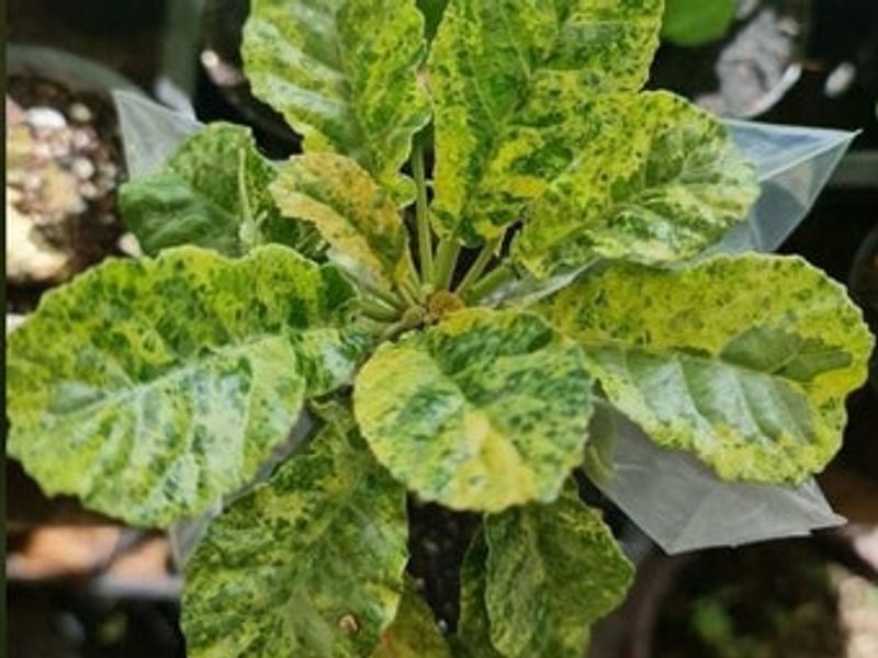 Dorstenia Foetida Ssp. Lancifolia | Dorstenia | Lamiaceae