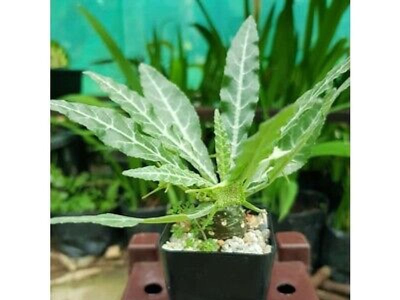 Dorstenia Foetida Ssp. Lancifolia | Dorstenia | Lamiaceae