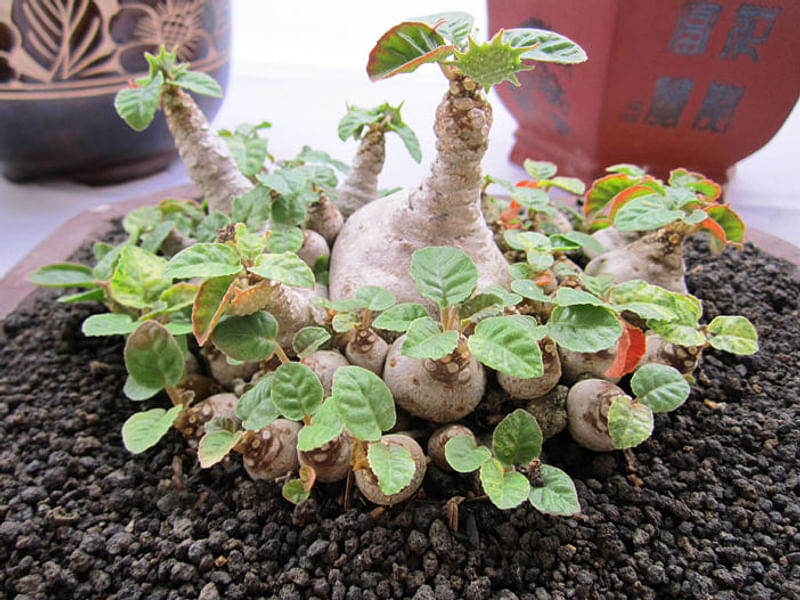 Dorstenia Foetida Ssp. Lancifolia | Dorstenia | Lamiaceae