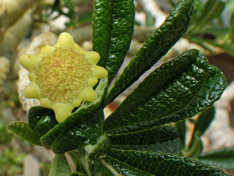 Dorstenia Gigas Flowers | Dorstenia | Lamiaceae