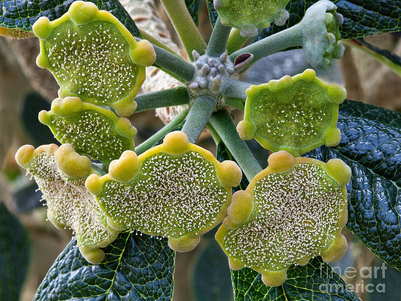 Dorstenia Gigas Flowers | Dorstenia | Lamiaceae