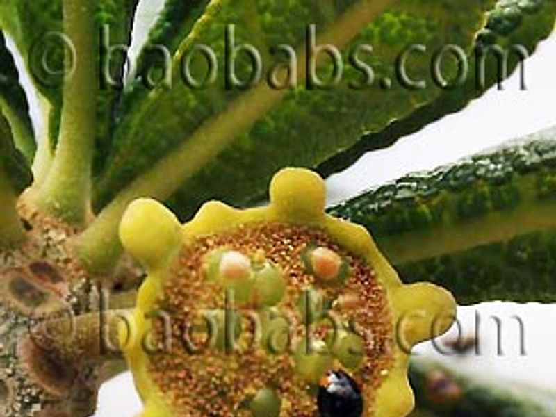 Dorstenia Gigas Flowers | Dorstenia | Lamiaceae