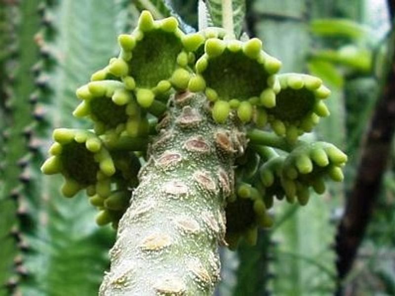 Dorstenia Gigas Flowers | Dorstenia | Lamiaceae