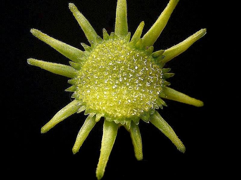 Dorstenia Gigas Flowers | Dorstenia | Lamiaceae