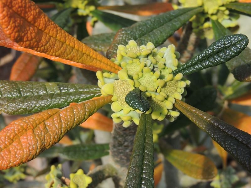 Dorstenia Gigas Flowers | Dorstenia | Lamiaceae