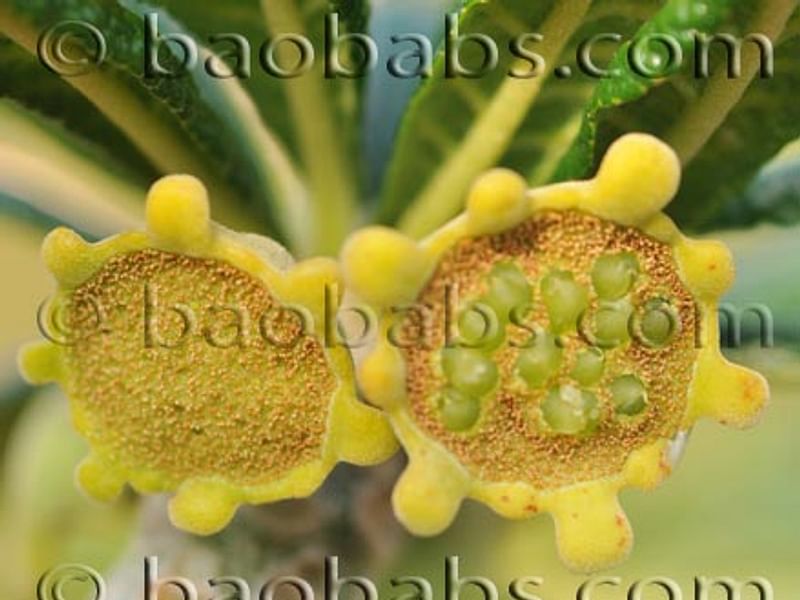 Dorstenia Gigas Flowers | Dorstenia | Lamiaceae
