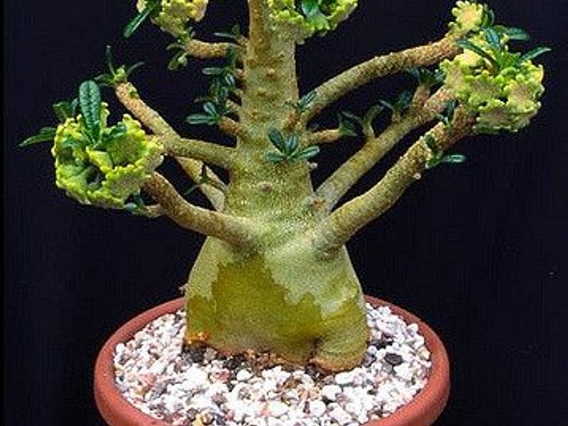 Dorstenia Gigas Flowers | Dorstenia | Lamiaceae
