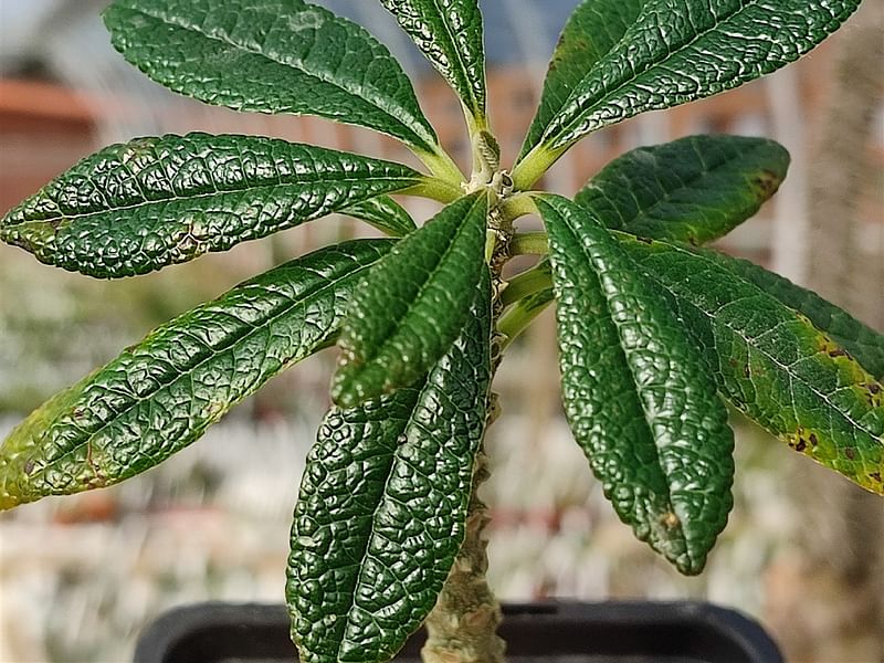 Dorstenia Gigas Flowers | Dorstenia | Lamiaceae