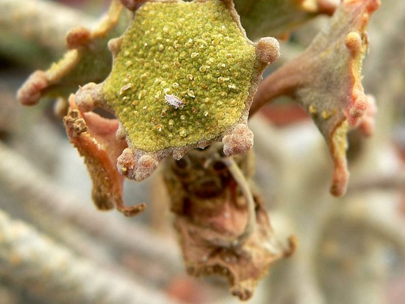 Dorstenia Gigas Flowers | Dorstenia | Lamiaceae