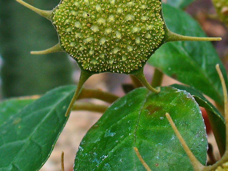 Dorstenia | Lamiaceae