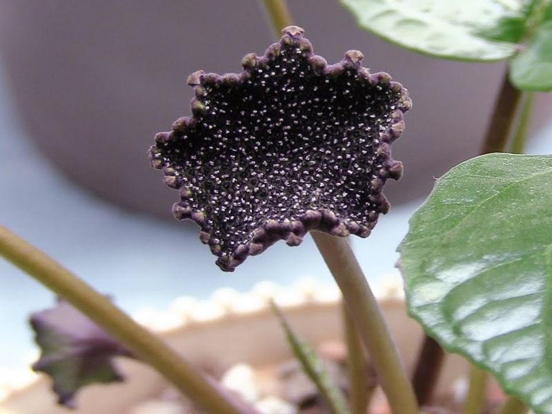 Dorstenia | Lamiaceae