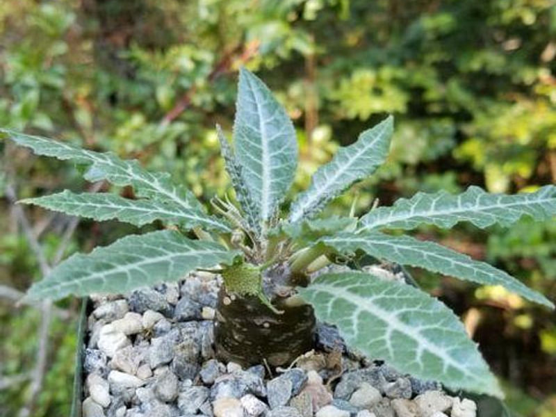 Dorstenia | Lamiaceae