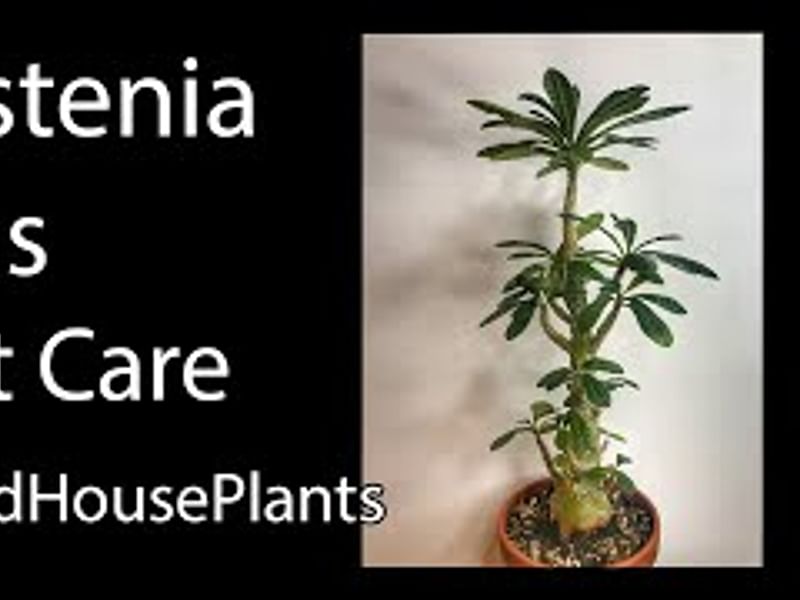 Dorstenia | Lamiaceae