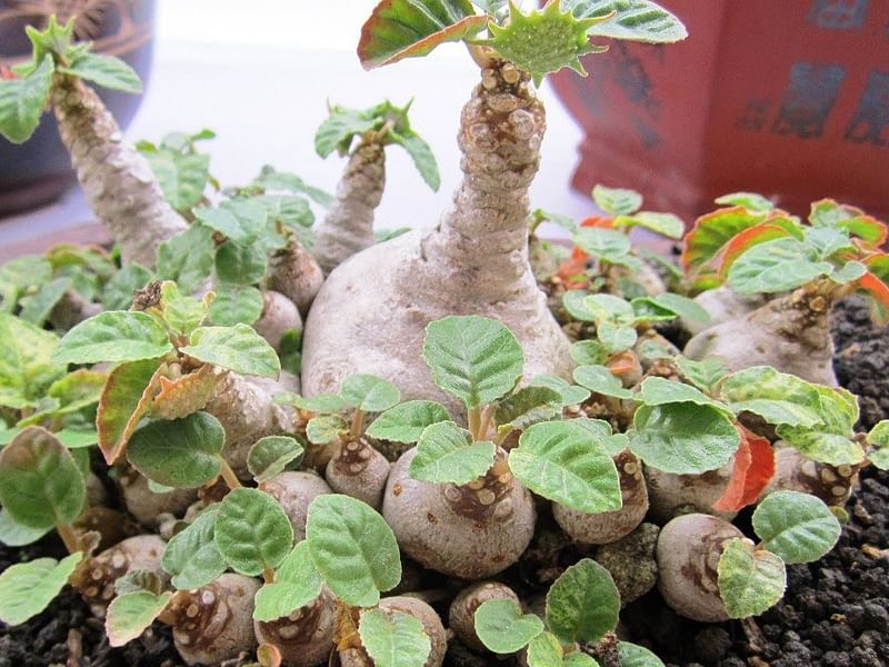Dorstenia | Lamiaceae