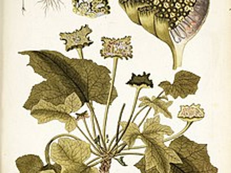 Dorstenia | Lamiaceae