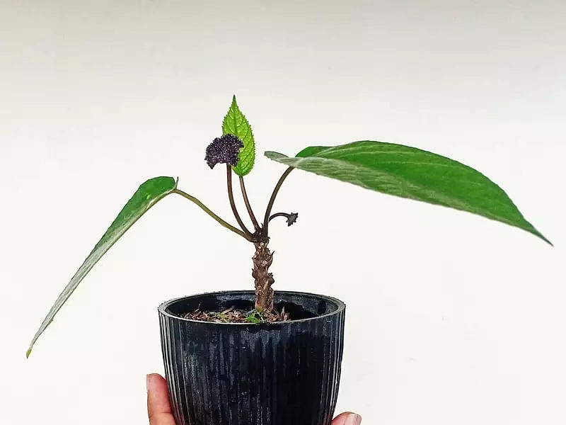 Dorstenia | Lamiaceae