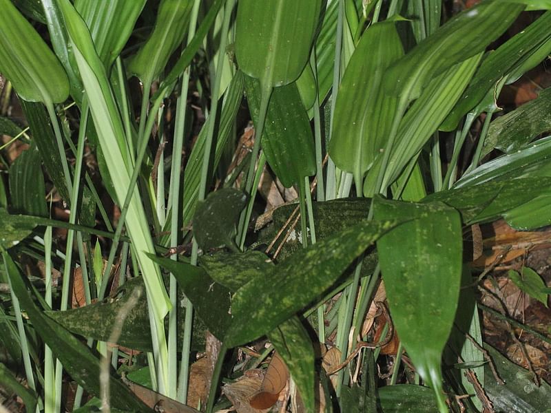Dracaena Aubryana | Dracaena | Dracaenaceae
