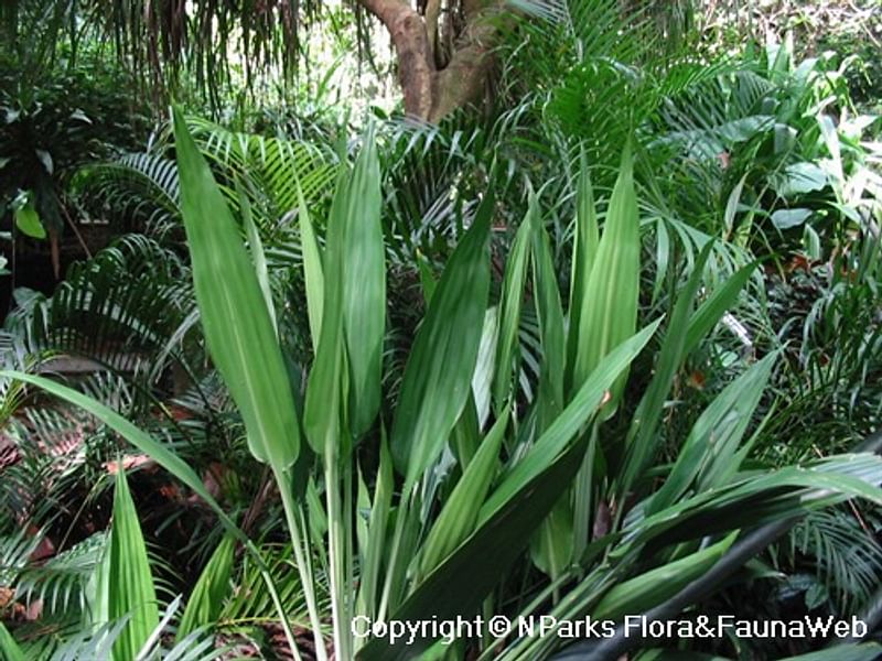 Dracaena Aubryana | Dracaena | Dracaenaceae