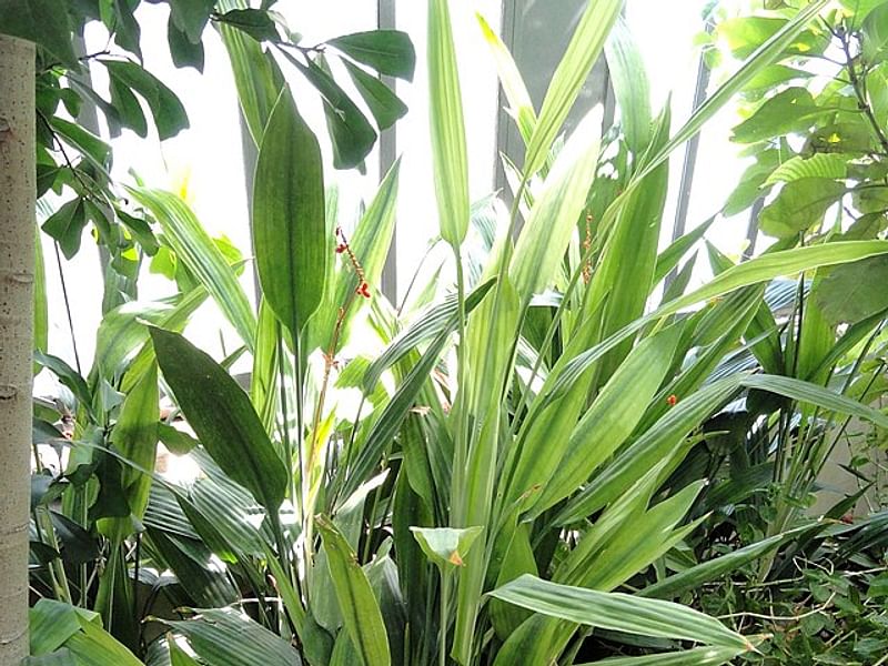 Dracaena Aubryana | Dracaena | Dracaenaceae