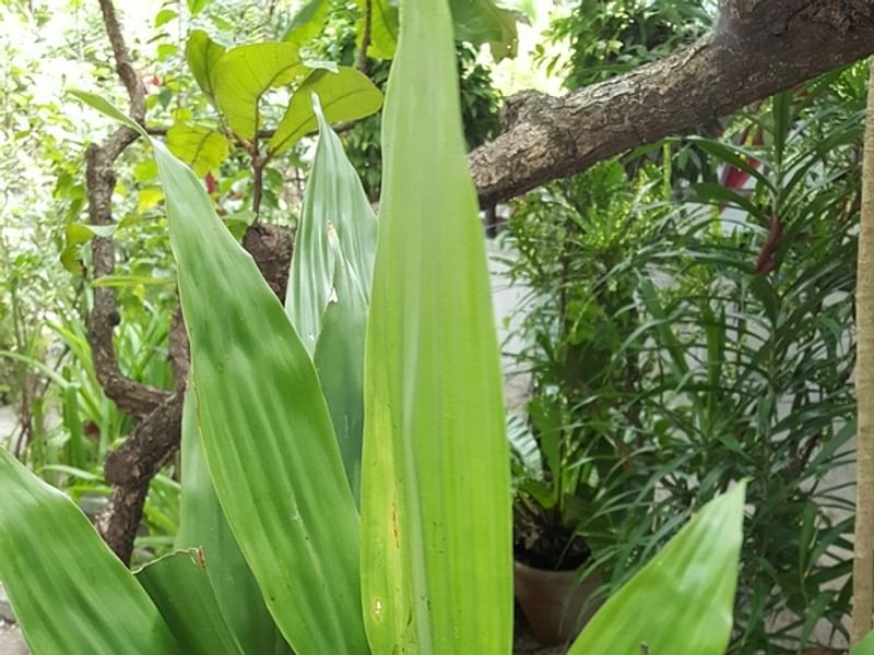Dracaena Aubryana | Dracaena | Dracaenaceae