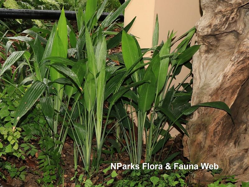 Dracaena Aubryana | Dracaena | Dracaenaceae