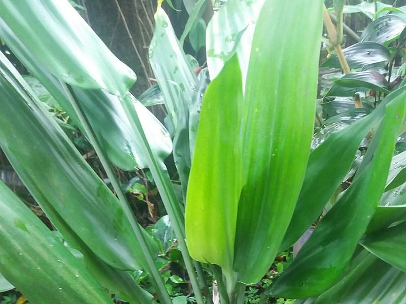 Dracaena Aubryana | Dracaena | Dracaenaceae