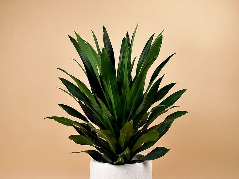 Dracaena Aubryana | Dracaena | Dracaenaceae