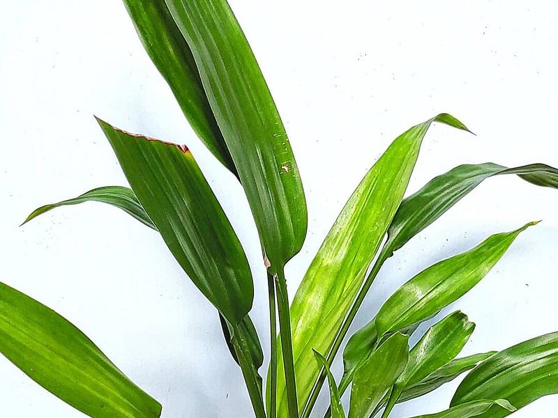 Dracaena Aubryana | Dracaena | Dracaenaceae