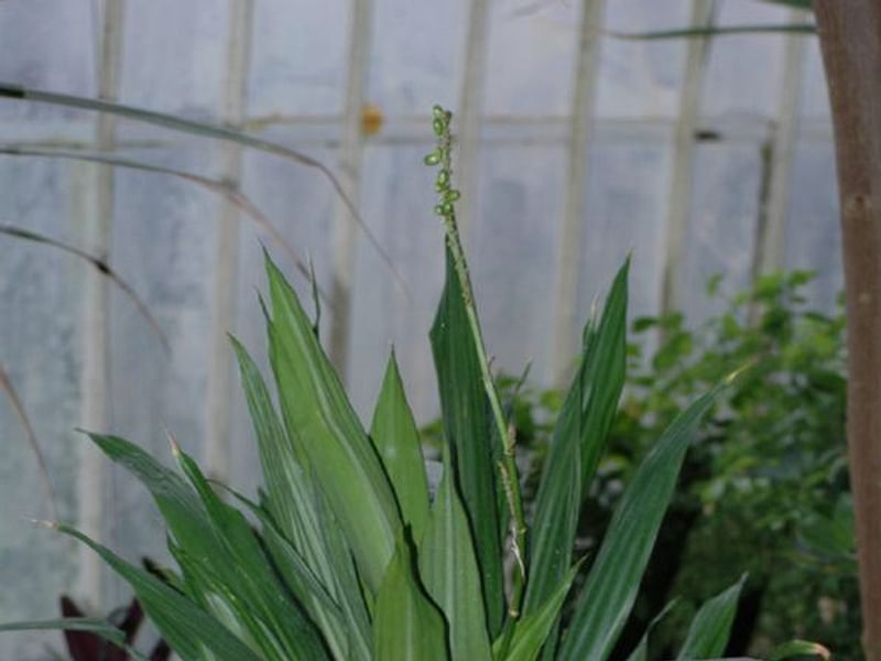 Dracaena Aubryana | Dracaena | Dracaenaceae