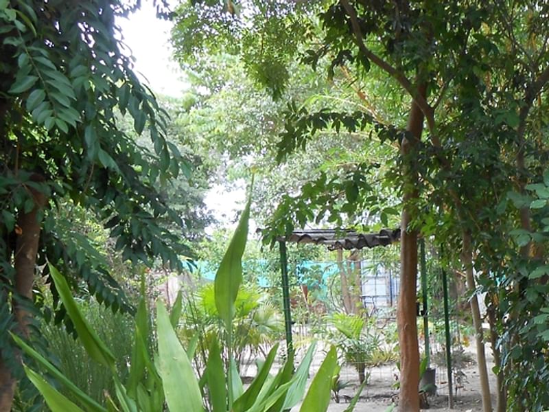 Dracaena Aubryana | Dracaena | Dracaenaceae