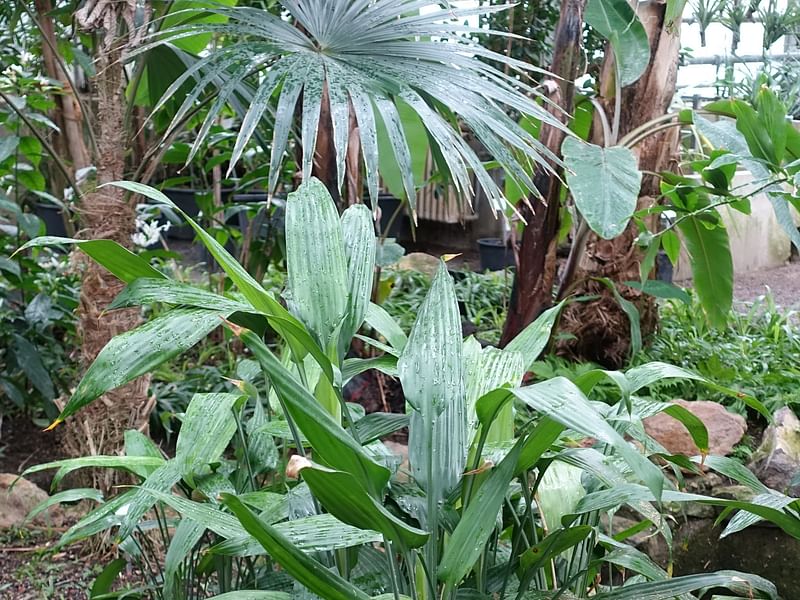 Dracaena Aubryana | Dracaena | Dracaenaceae
