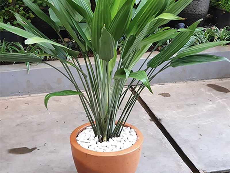 Dracaena Aubryana | Dracaena | Dracaenaceae