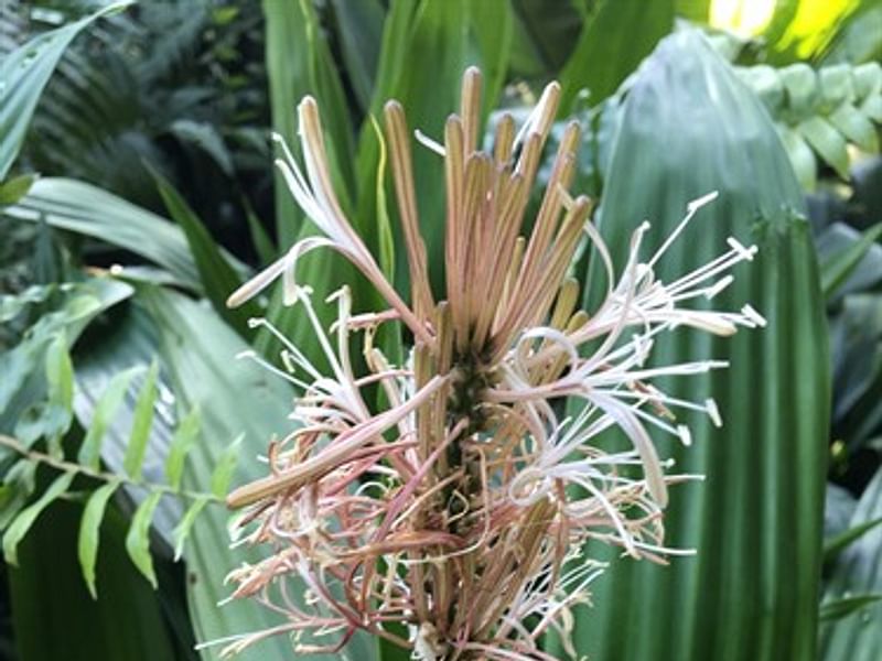 Dracaena Aubryana Flowers | Dracaena | Dracaenaceae