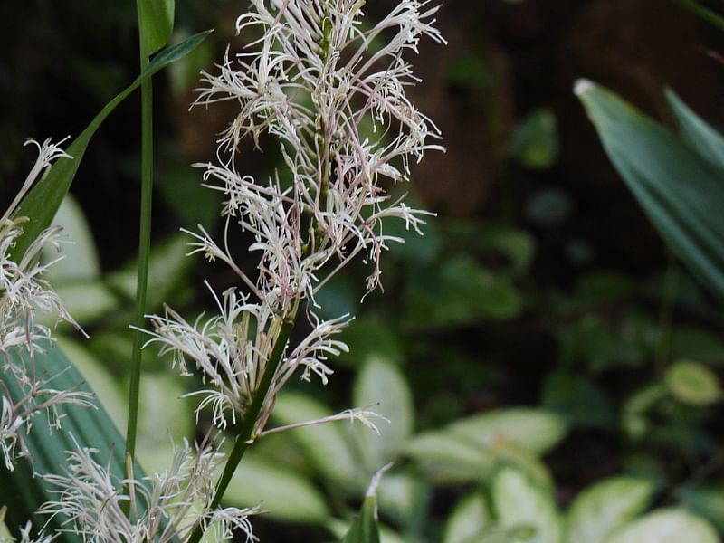 Dracaena Aubryana Flowers | Dracaena | Dracaenaceae