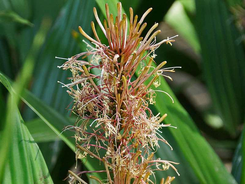 Dracaena Aubryana Flowers | Dracaena | Dracaenaceae