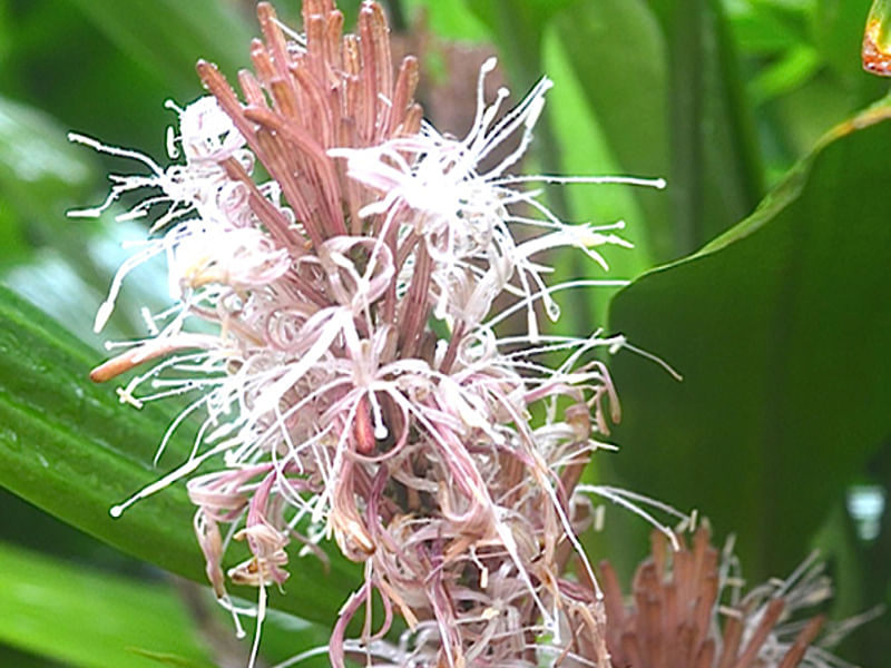 Dracaena Aubryana Flowers | Dracaena | Dracaenaceae