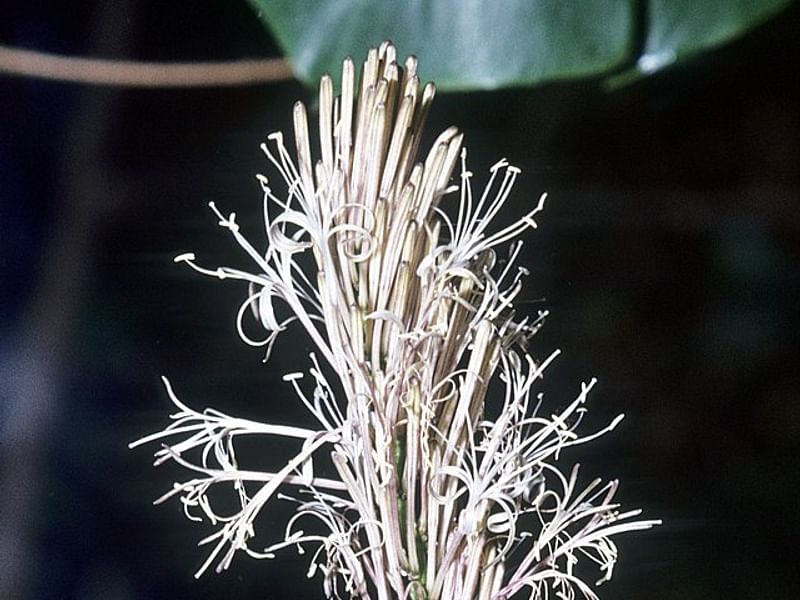 Dracaena Aubryana Flowers | Dracaena | Dracaenaceae