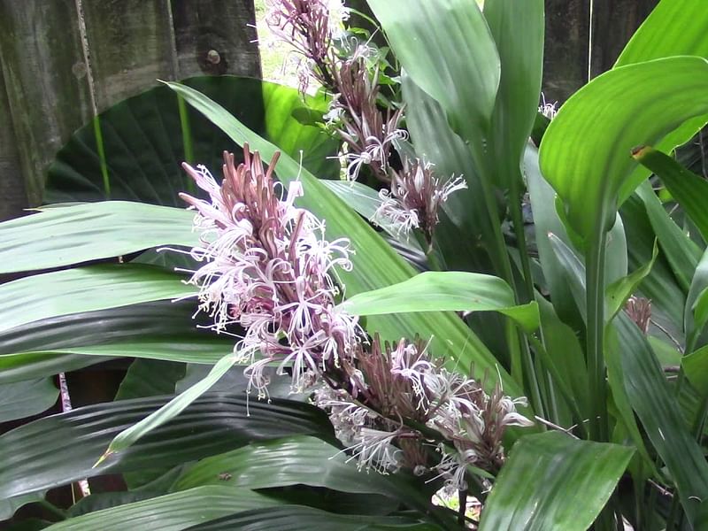 Dracaena Aubryana Flowers | Dracaena | Dracaenaceae