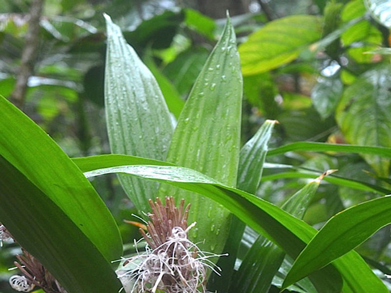 Dracaena Aubryana Flowers | Dracaena | Dracaenaceae