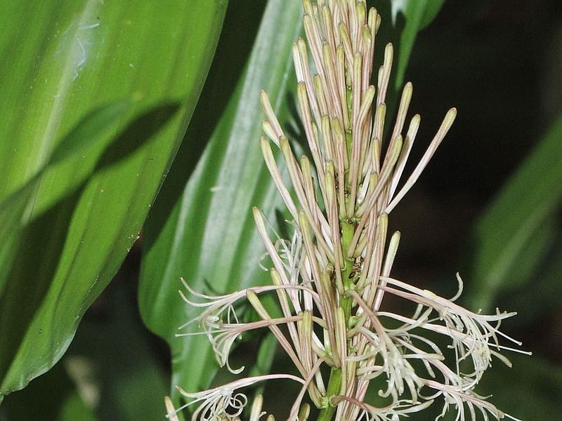 Dracaena Aubryana Flowers | Dracaena | Dracaenaceae