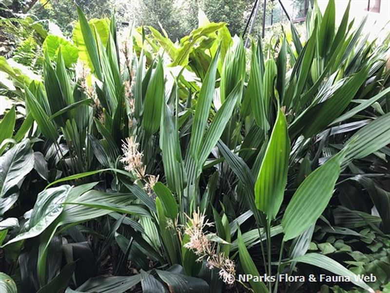 Dracaena Aubryana Flowers | Dracaena | Dracaenaceae