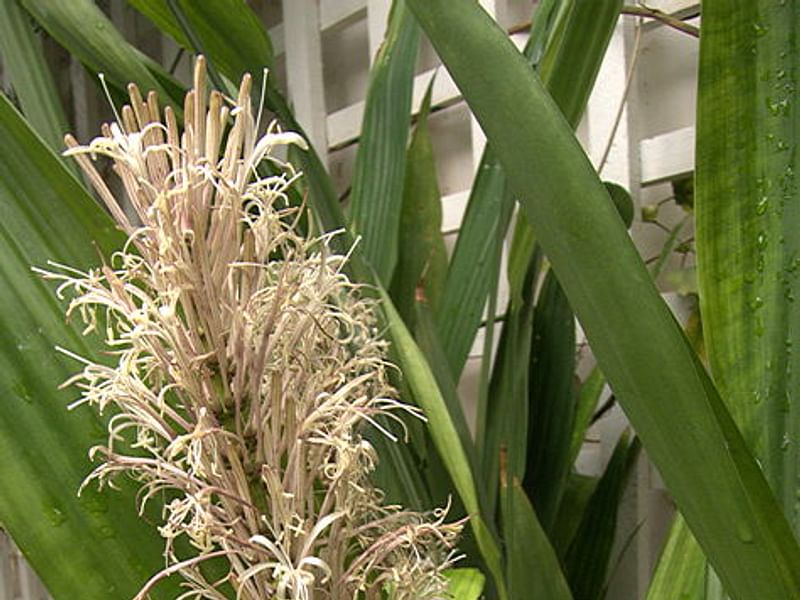 Dracaena Aubryana Flowers | Dracaena | Dracaenaceae
