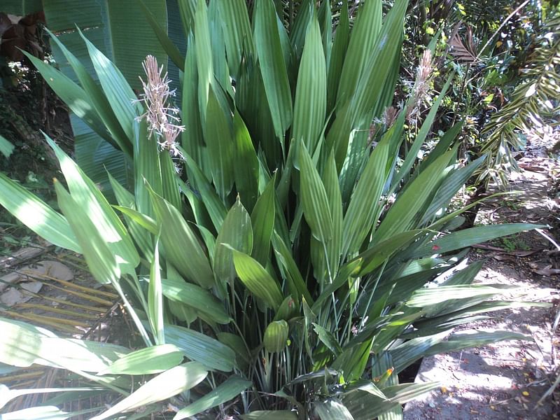 Dracaena Aubryana Flowers | Dracaena | Dracaenaceae